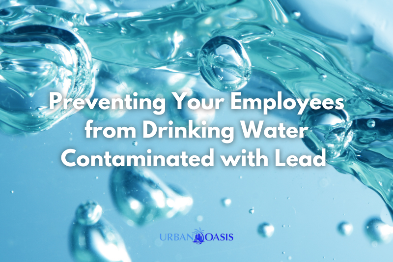 Preventing Your Employees from Drinking Water Contaminated with Lead